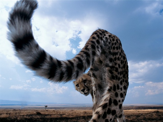 Growing up Cheeta.jpg